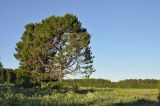 Pinus sibirica