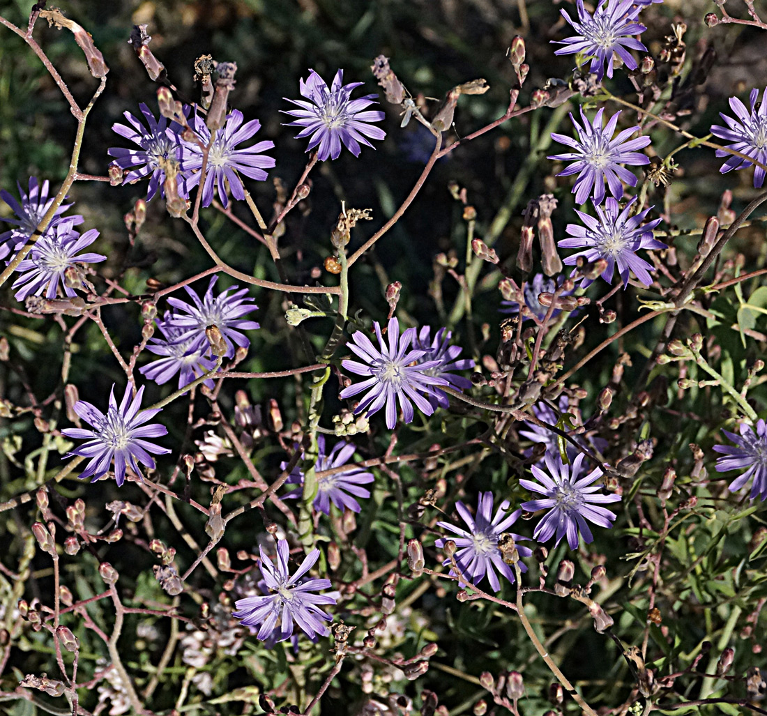 Image of Lactuca tatarica specimen.