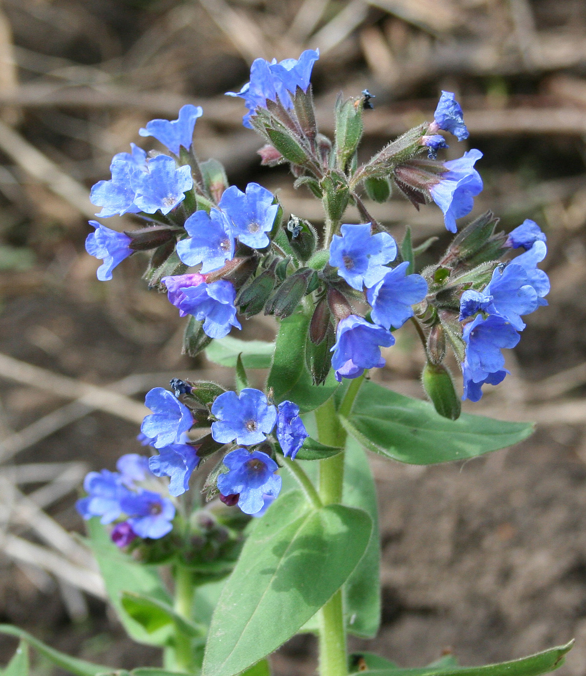 Изображение особи Pulmonaria mollis.