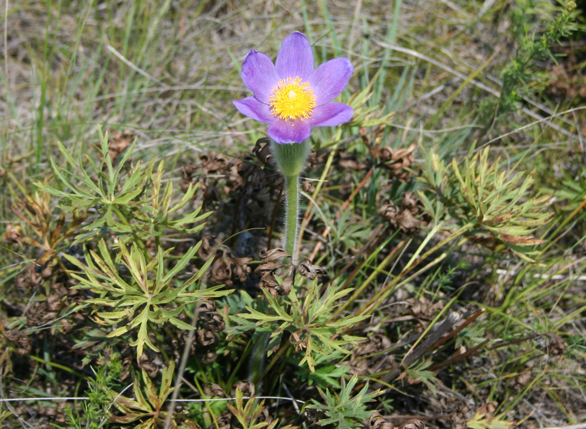 Изображение особи Pulsatilla patens.