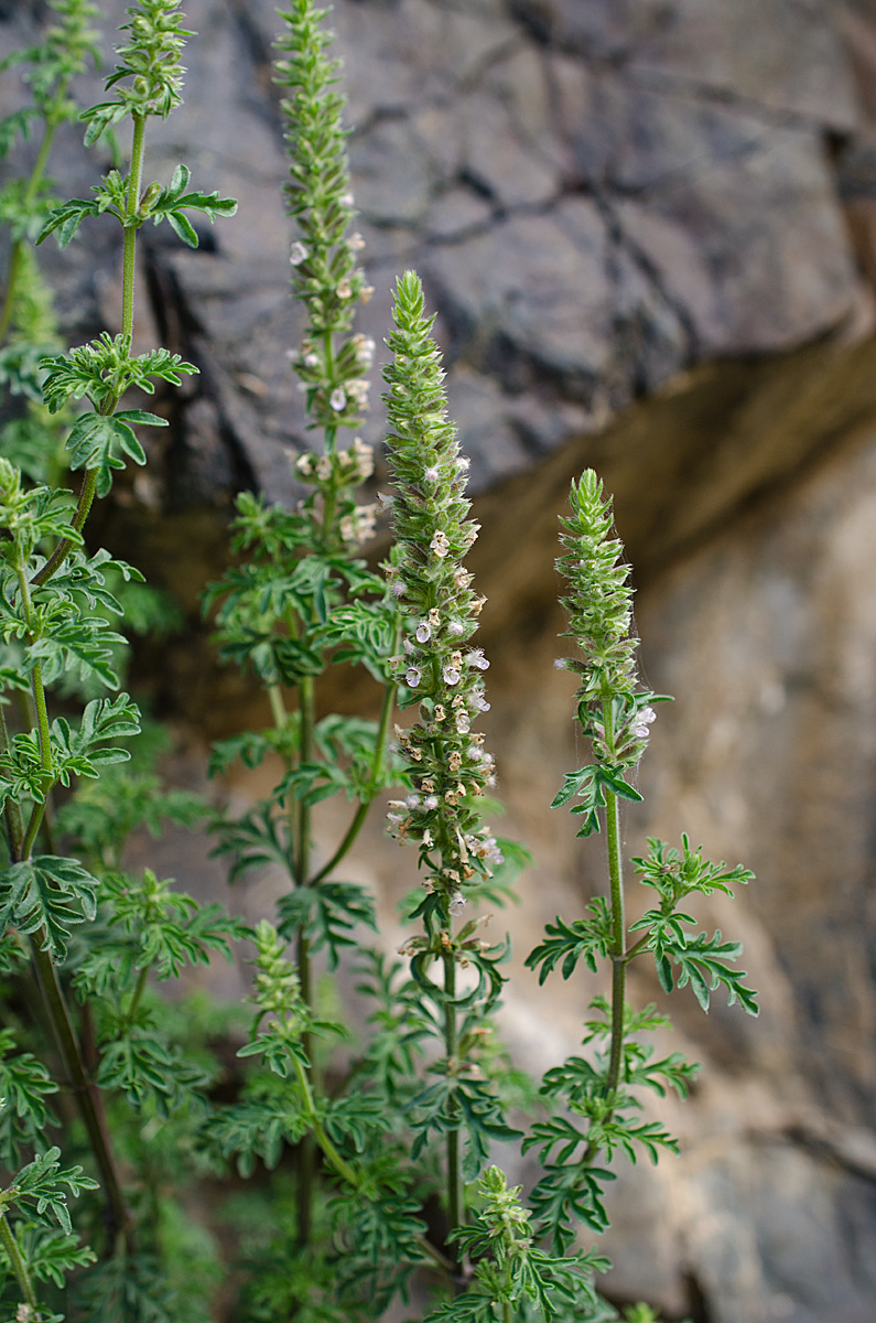 Image of Schizonepeta annua specimen.