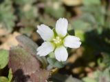 Holosteum umbellatum