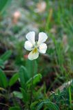 Viola altaica