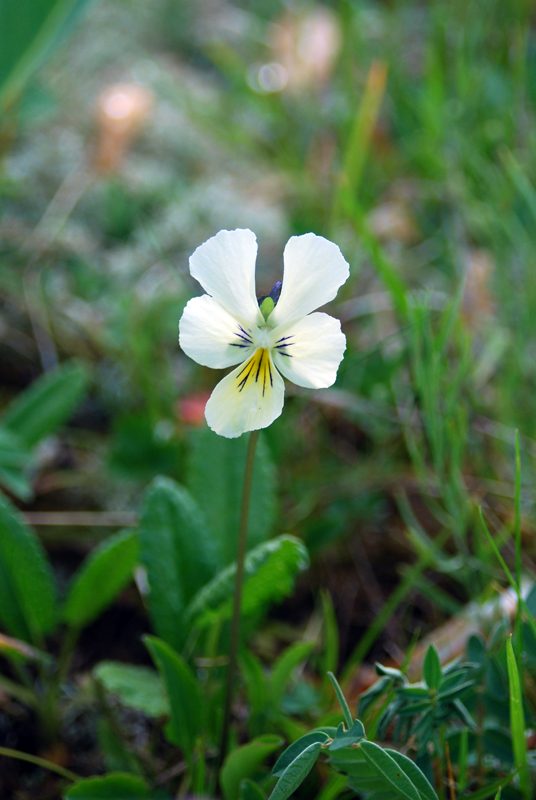 Изображение особи Viola altaica.