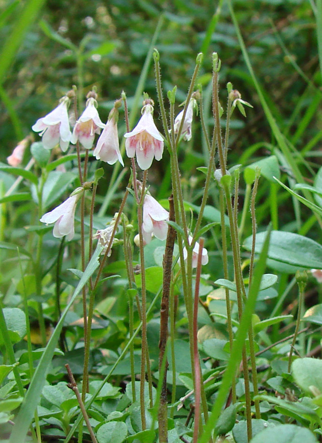 Image of Linnaea borealis specimen.