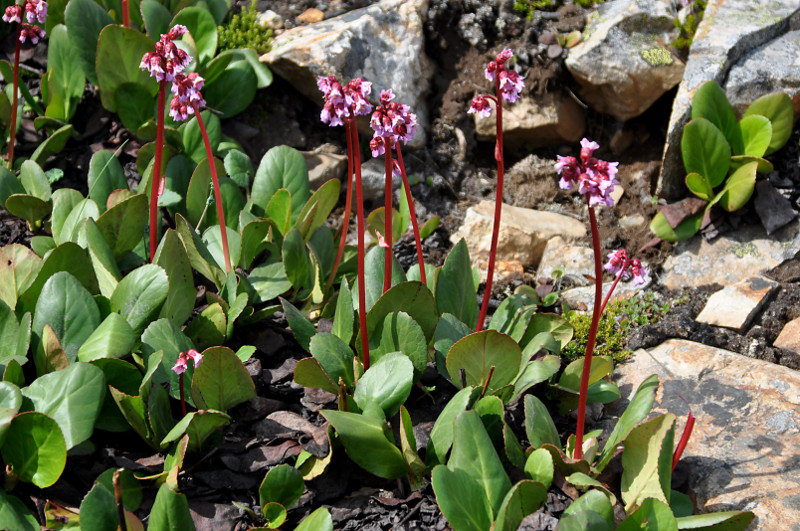 Image of Bergenia crassifolia specimen.