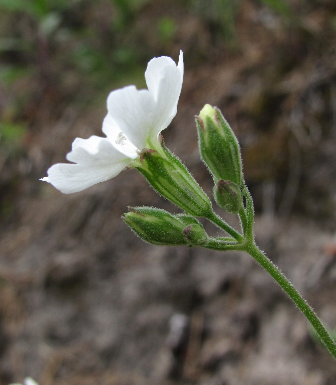 Image of Lychnis samojedorum specimen.