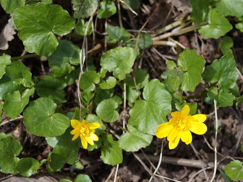 Image of Ficaria verna specimen.