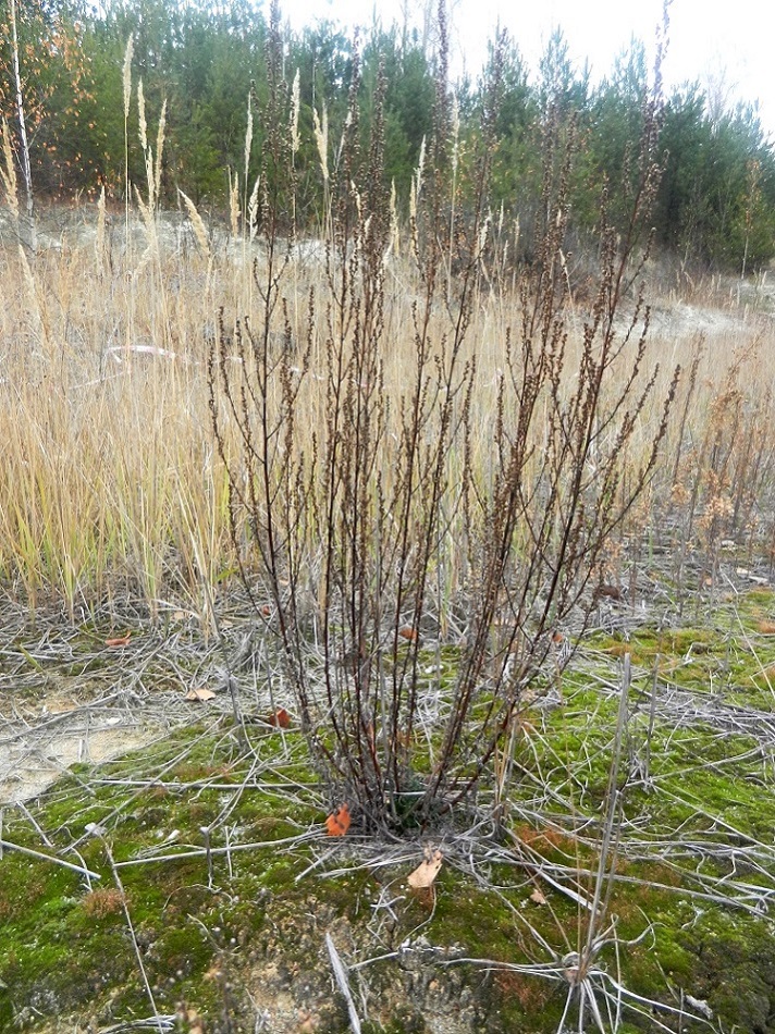 Изображение особи Artemisia campestris.