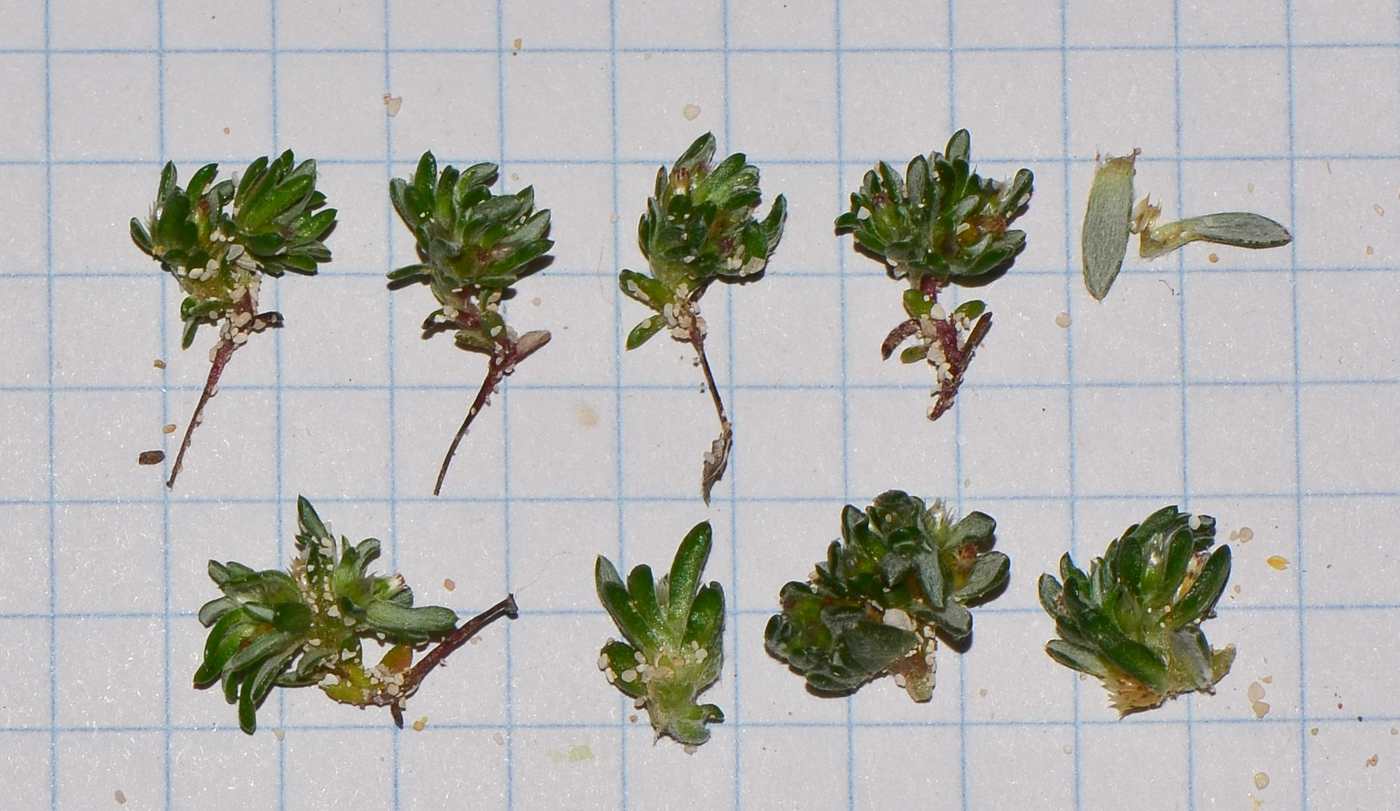 Image of Ifloga spicata ssp. obovata specimen.