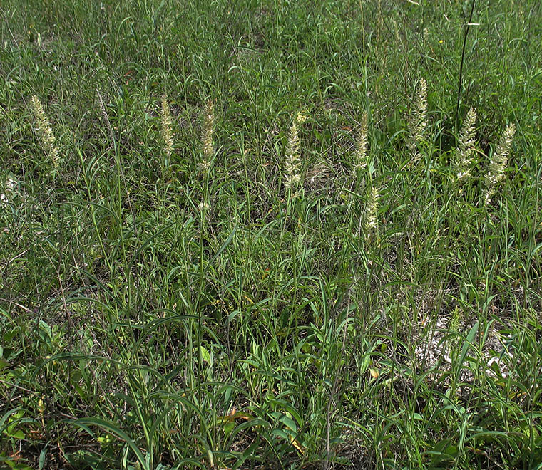 Image of Koeleria talievii specimen.