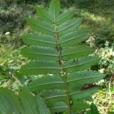 Sorbus sibirica. Лист (нижняя сторона). Свердловская обл., г. Екатеринбург, окр. пос. Шабровский, берёзовый лес. 15.08.2015.