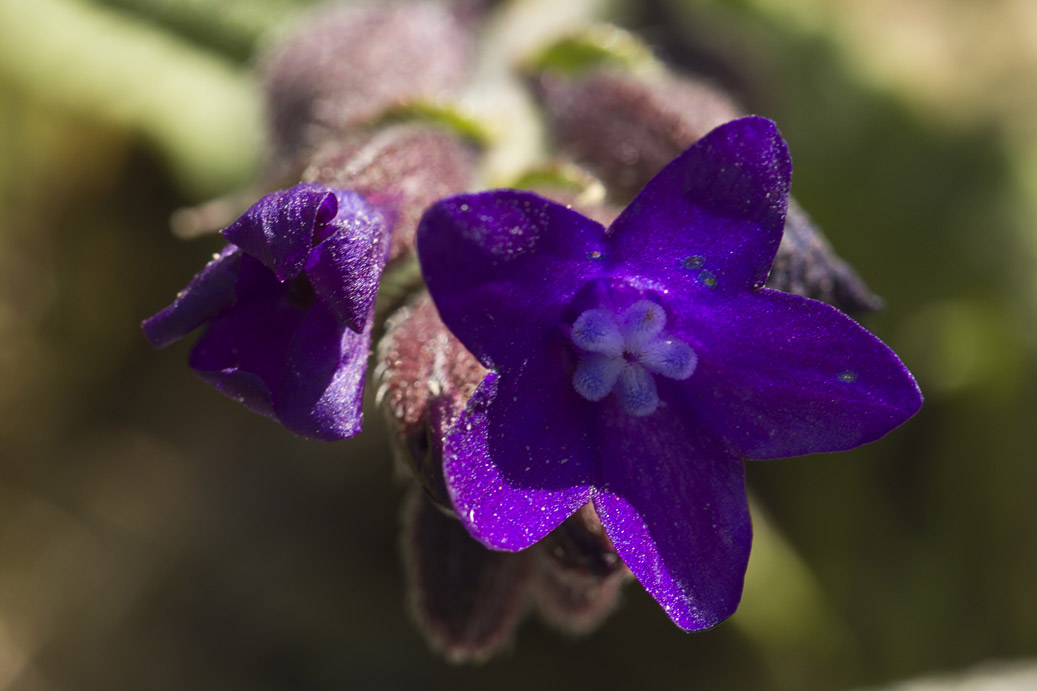 Image of Anchusa hybrida specimen.