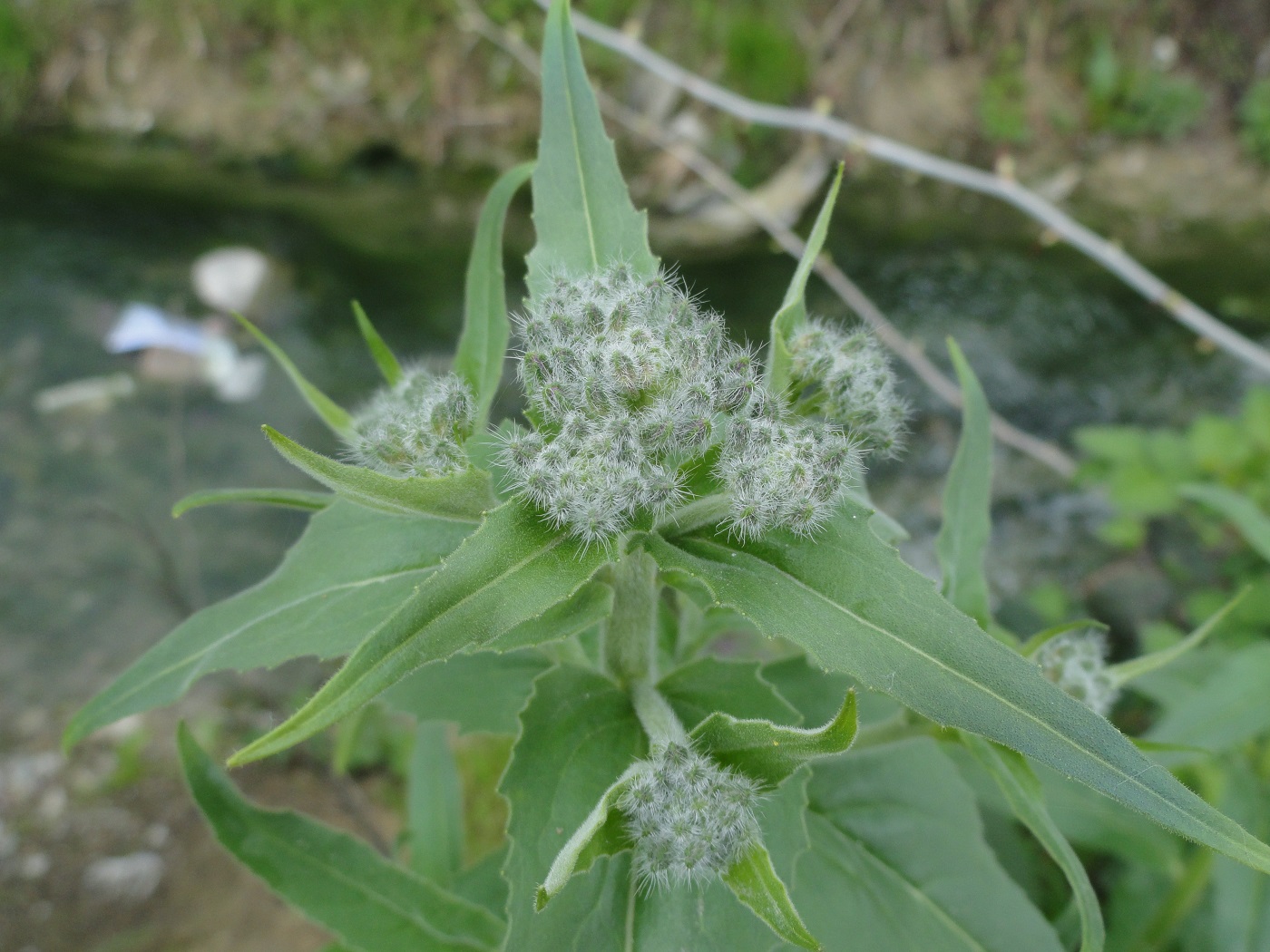 Image of Hesperis pseudocinerea specimen.