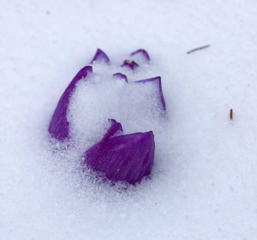 Image of Colchicum speciosum specimen.