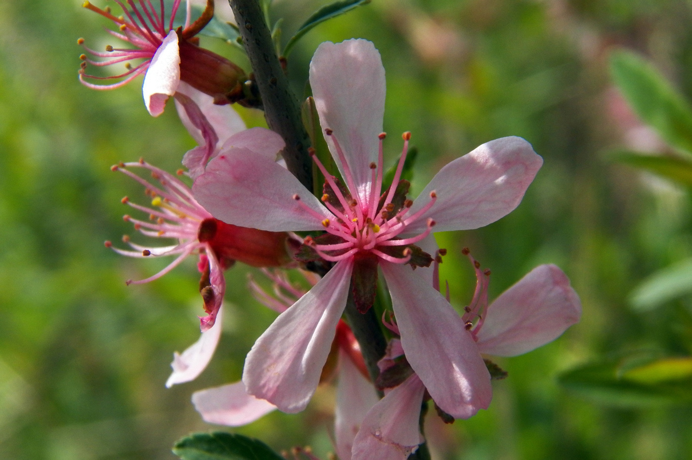 Изображение особи Amygdalus nana.