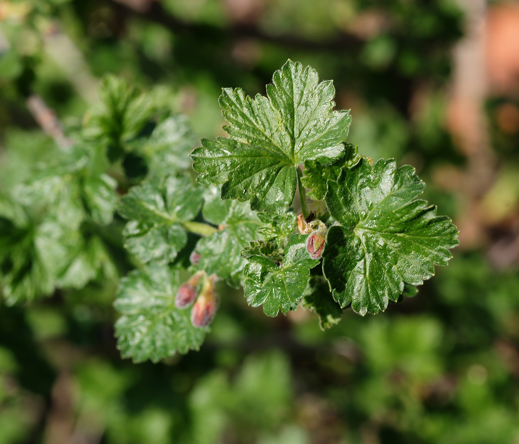 Изображение особи Grossularia uva-crispa.