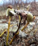 Salix lanata. Верхушки побегов с распускающимися почками. Кольский п-ов, окр. Туманный, верхняя терраса под Нижнесеребрянской ГЭС. 07.05.2016.