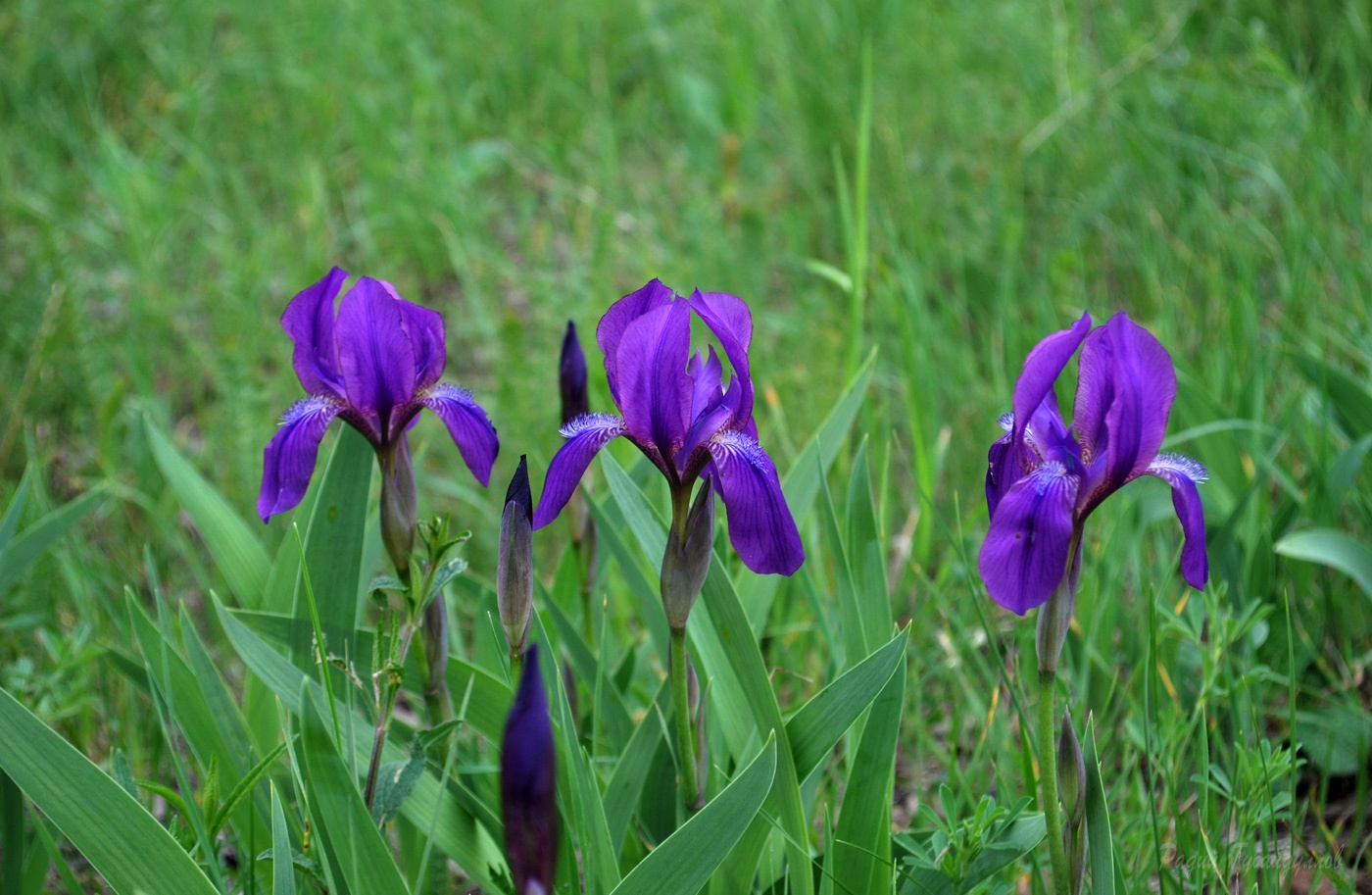 Изображение особи Iris aphylla.