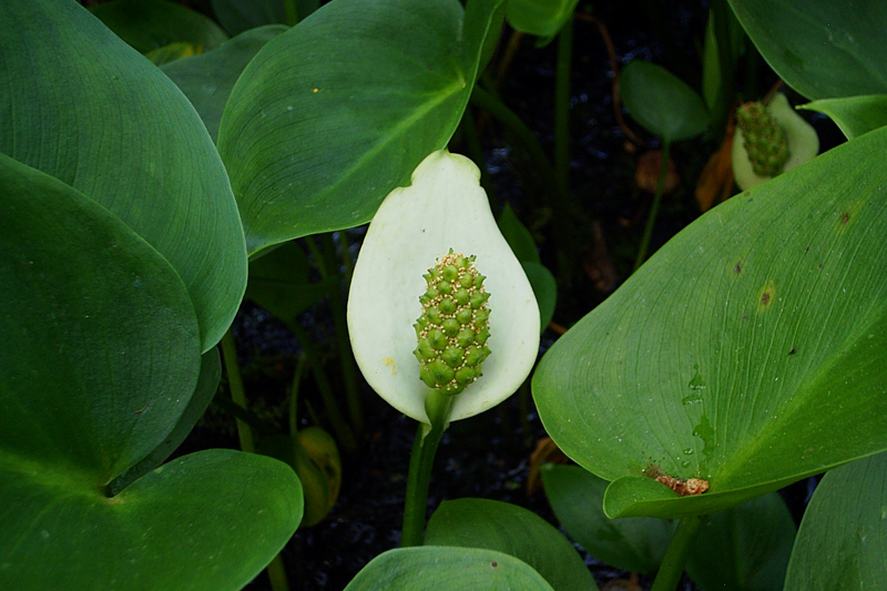 Image of Calla palustris specimen.