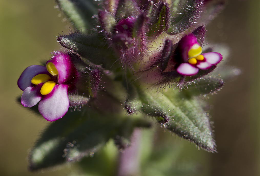 Image of Parentucellia latifolia specimen.