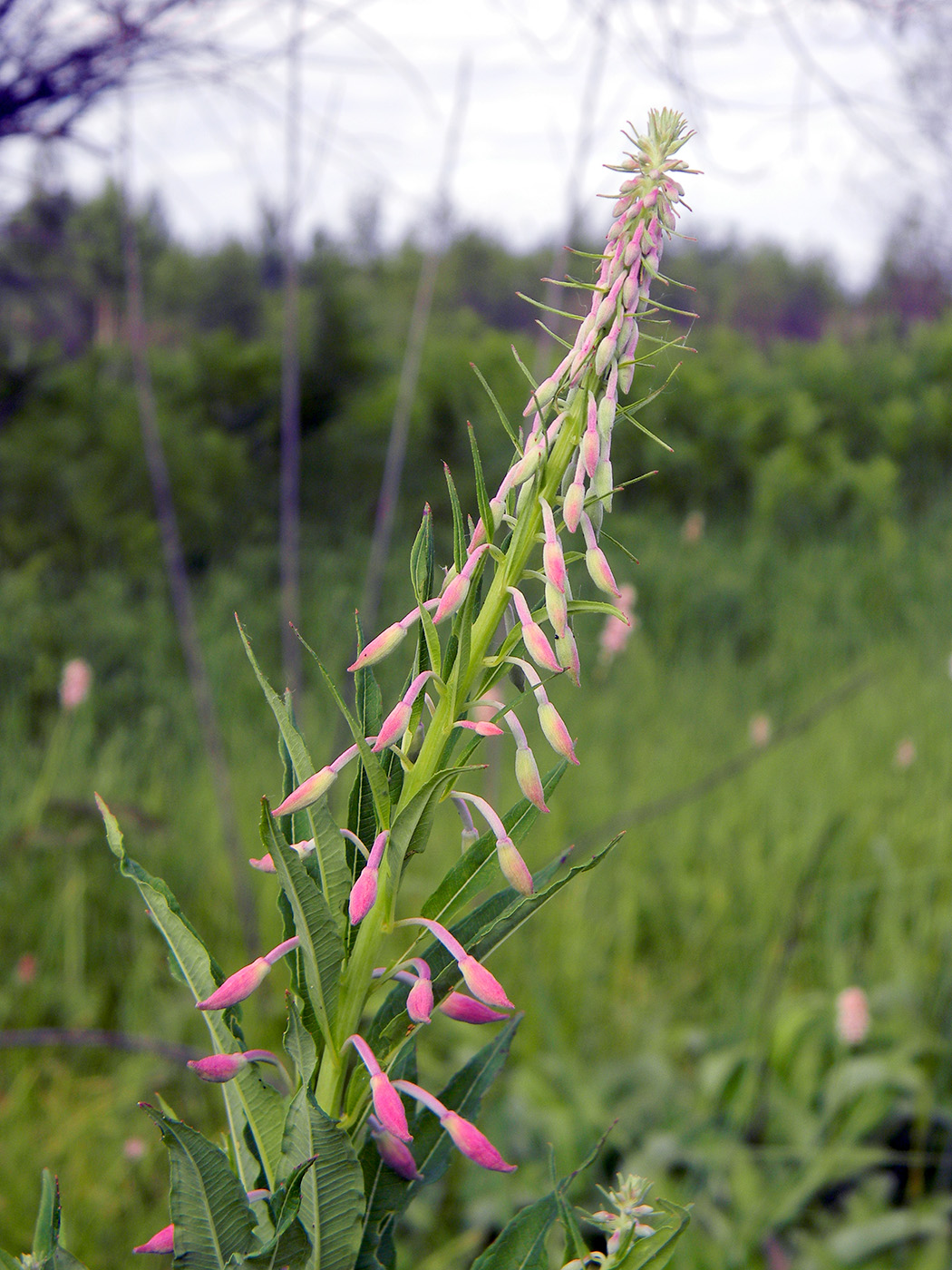 Image of Chamaenerion angustifolium specimen.