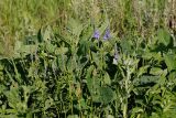 Veronica teucrium. Цветущие растения. Татарстан, Нижнекамский р-н, окр. дер. Благодатная, лесостепной участок с чередованием степи и перелесков с преобладанием дуба, открытый участок. 5 июня 2016 г.