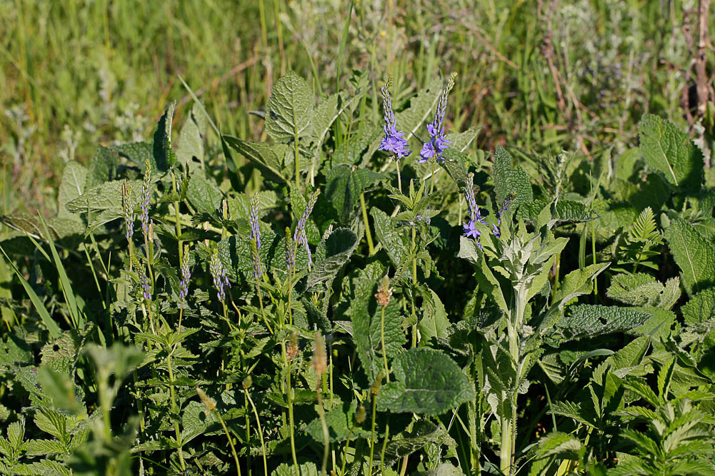 Изображение особи Veronica teucrium.