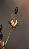 Juncus atrofuscus