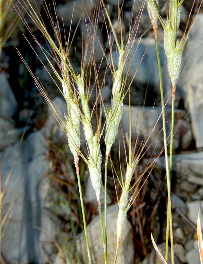 Изображение особи Aegilops triuncialis var. hirta.