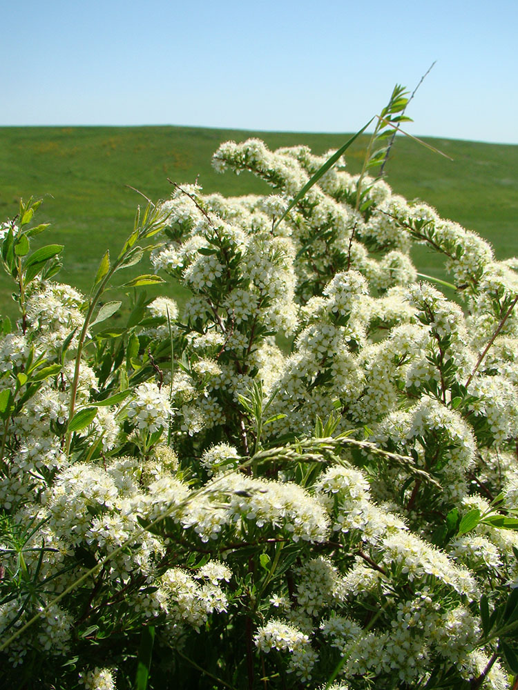 Image of Spiraea crenata specimen.