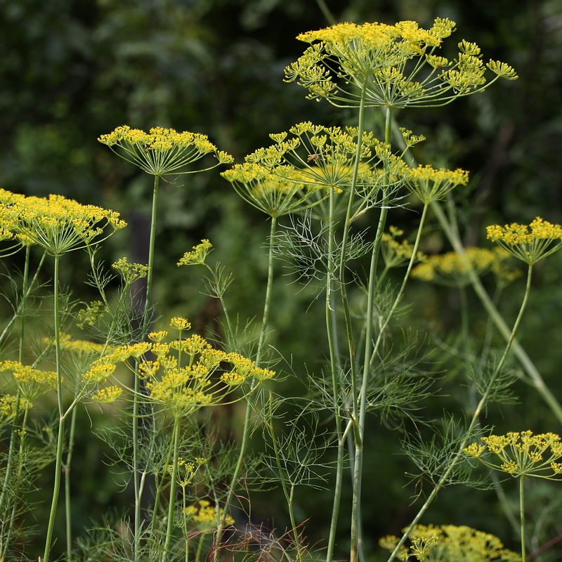 Изображение особи Anethum graveolens.