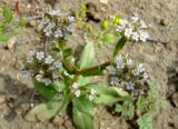 Valerianella dufresnia. Соцветия. Узбекистан, Бухарская обл., окр. оз. Денгизкуль, мелкобугристые пески. 05.04.2015.