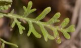 Lavandula multifida