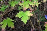 Geranium bohemicum. Листья. Республика Адыгея, Майкопский р-н, ок. 3 км к северу от пос. Гузерипль, южный склон горы Казачья, выс. ок. 1200 м н.у.м., в смешанном лесу (пихта, сосна, дуб) после пожара. 23.07.2016.