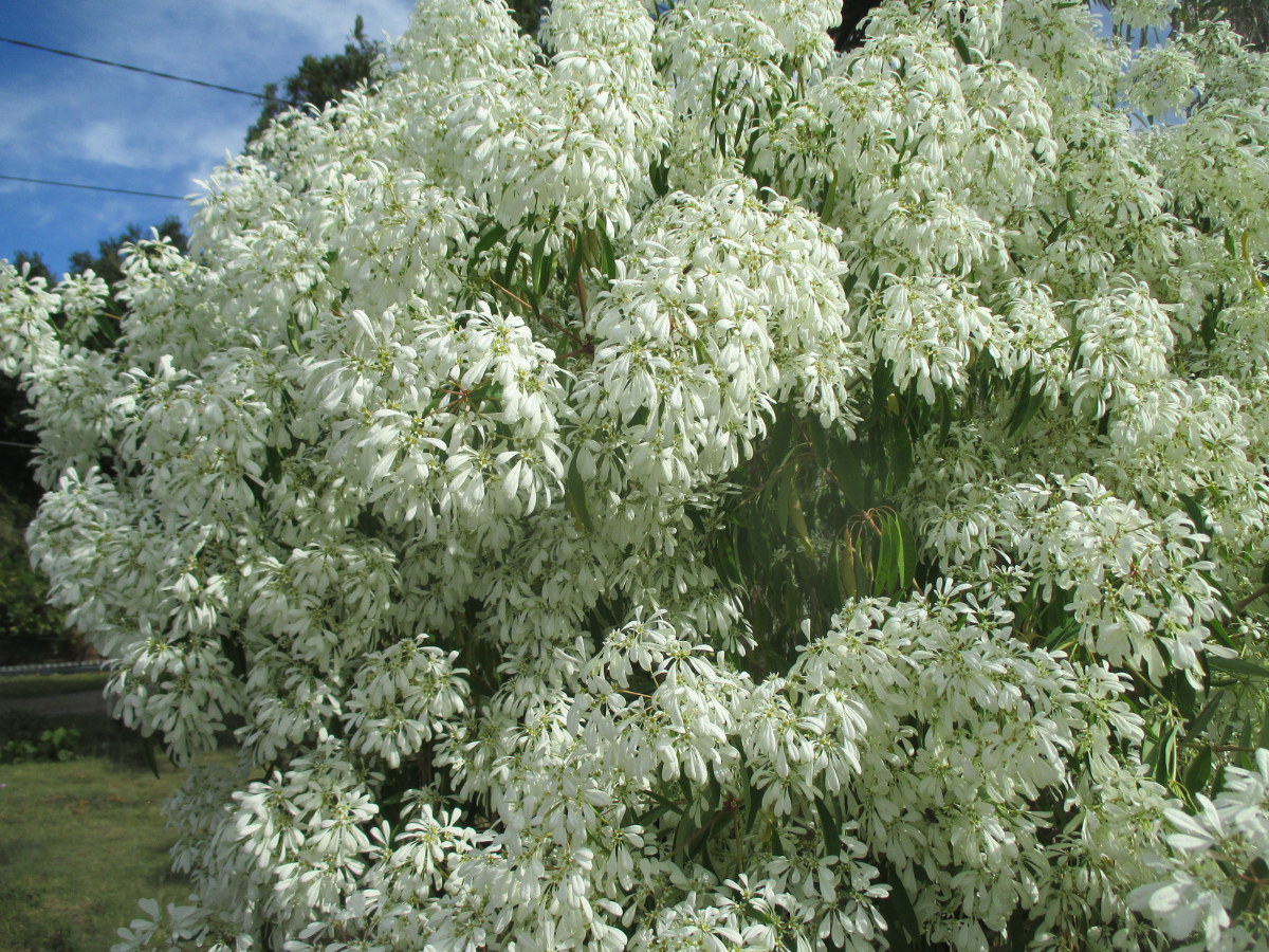 Image of Euphorbia leucocephala specimen.