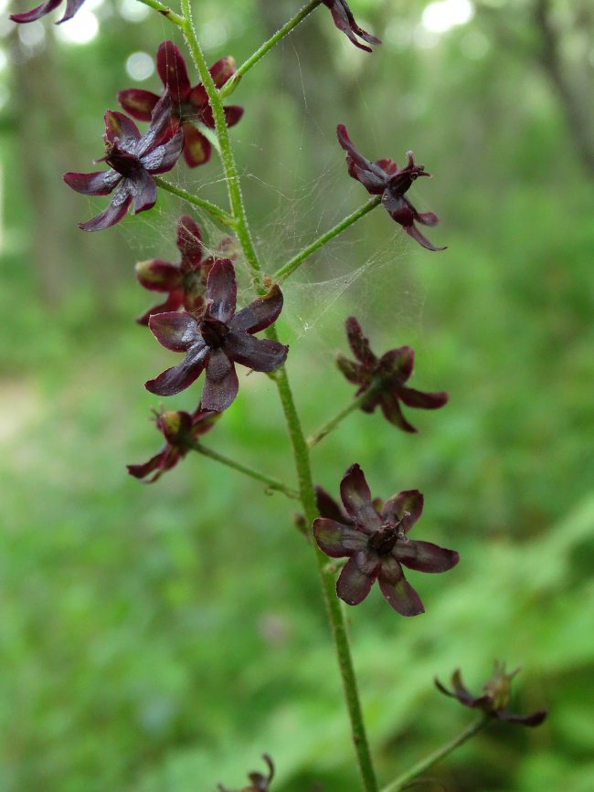 Изображение особи Veratrum maackii.