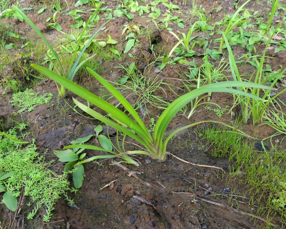 Image of Sparganium emersum specimen.