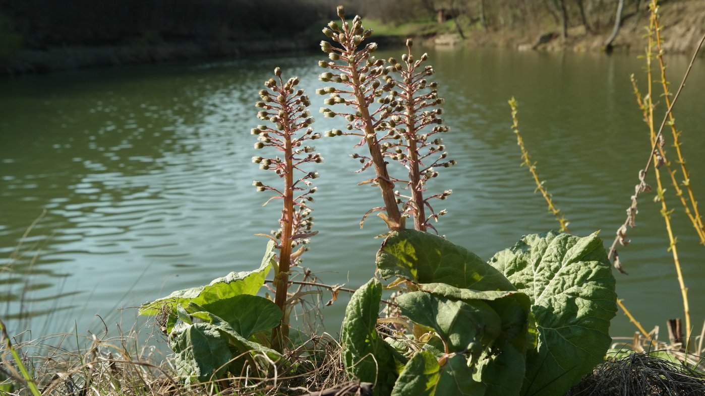 Image of Petasites hybridus specimen.