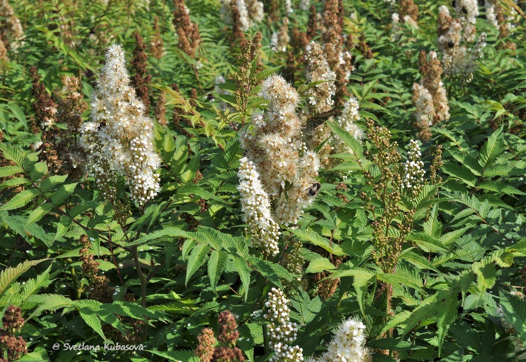 Image of Sorbaria sorbifolia specimen.