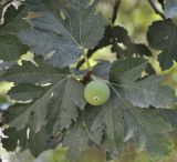 Image of taxon representative. Author is Роланд Цандекидис