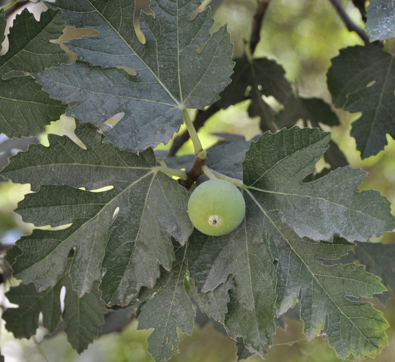 Изображение особи род Ficus.