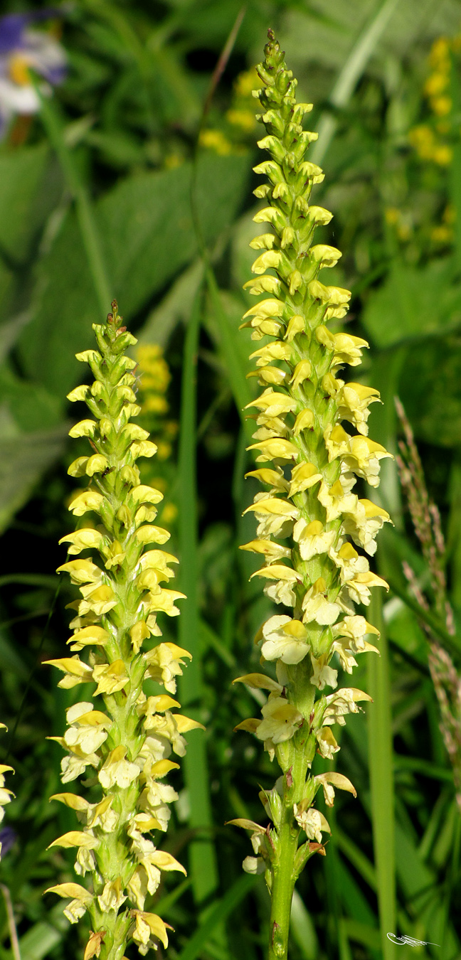 Image of Pedicularis proboscidea specimen.