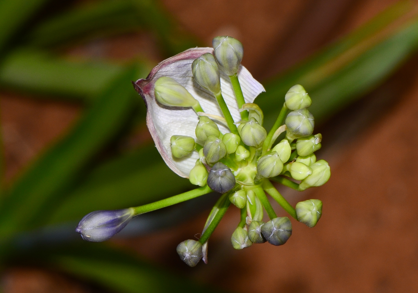 Изображение особи Agapanthus africanus.