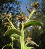 Inula thapsoides. Верхушка плодоносящего растения. Краснодарский край, Крымский р-н, окр. хут. Гапоновского, гора Сагачёва (523), зарастающая горно-лесная дорога, выс. ≈ 300 м н.у.м. 01.10.2016.