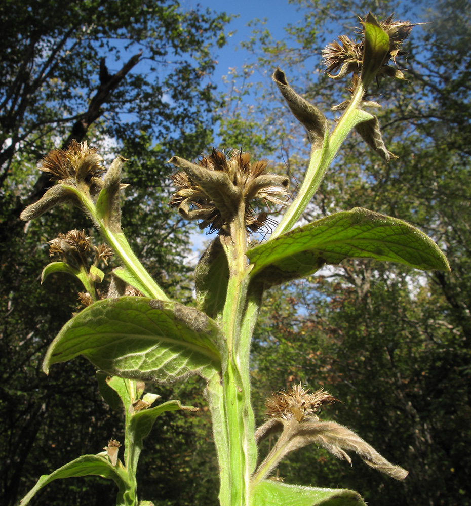 Изображение особи Inula thapsoides.