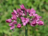 Allium oreophilum