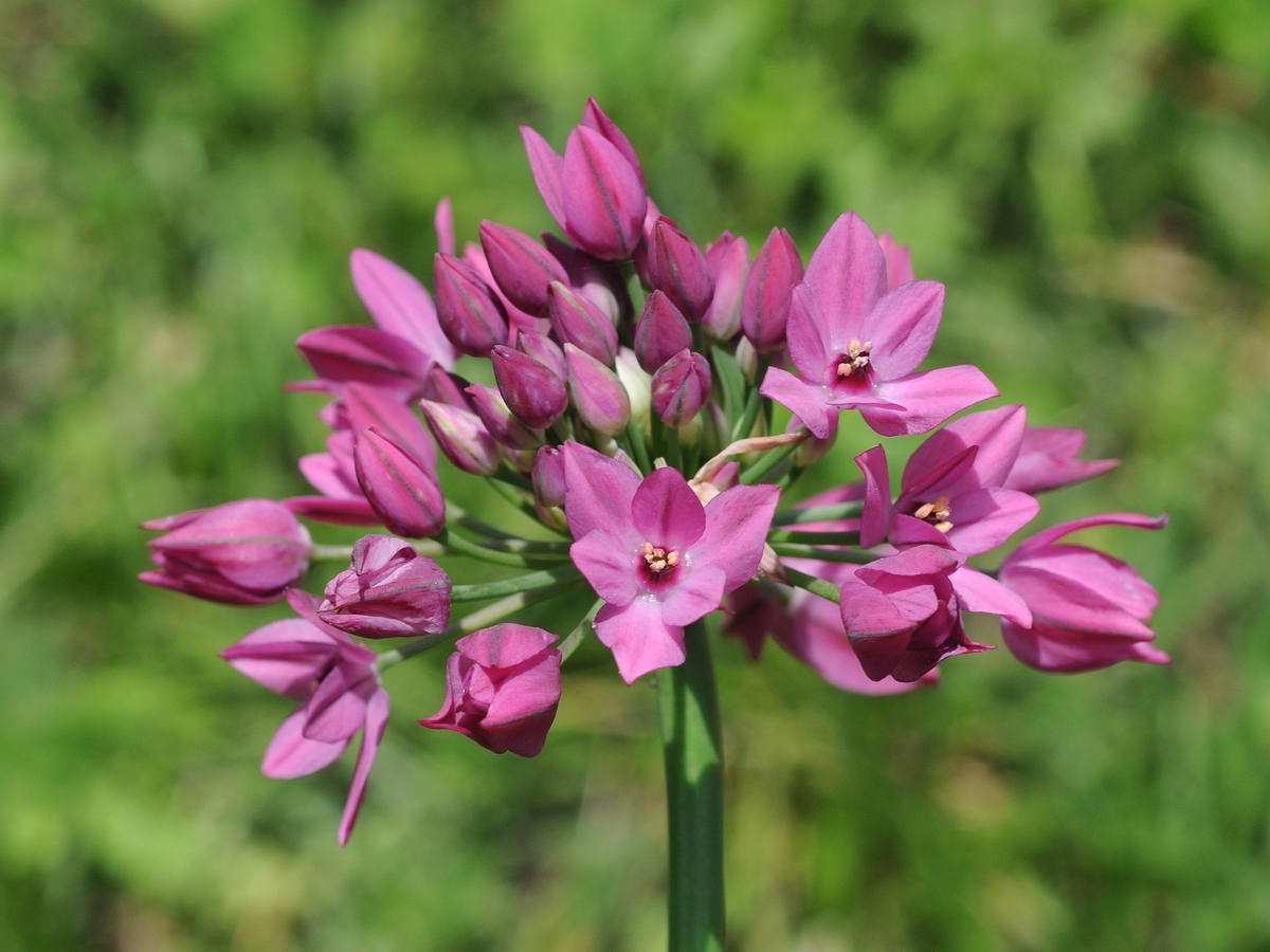 Изображение особи Allium oreophilum.