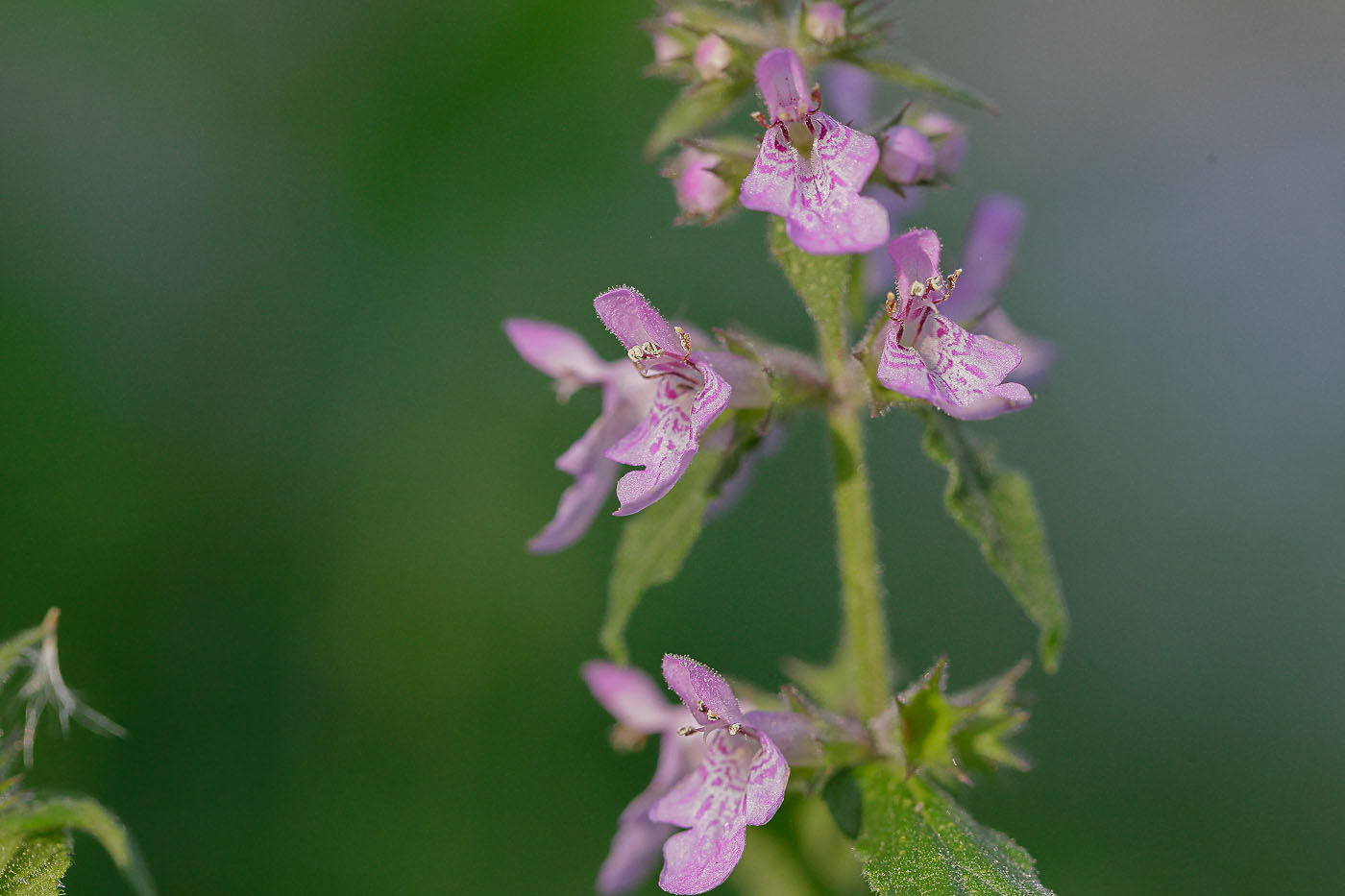 Изображение особи Stachys palustris.