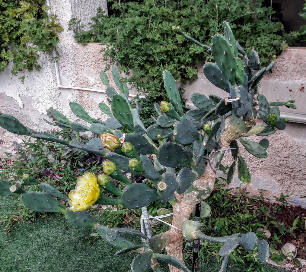 Image of genus Opuntia specimen.